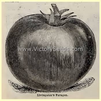 Livingston's Paragon Tomato
