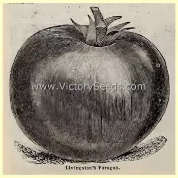 Livingston's Paragon Tomato