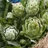 Green Globe Artichoke