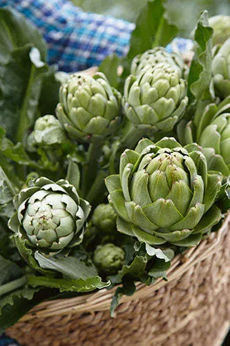 Green Globe Artichoke