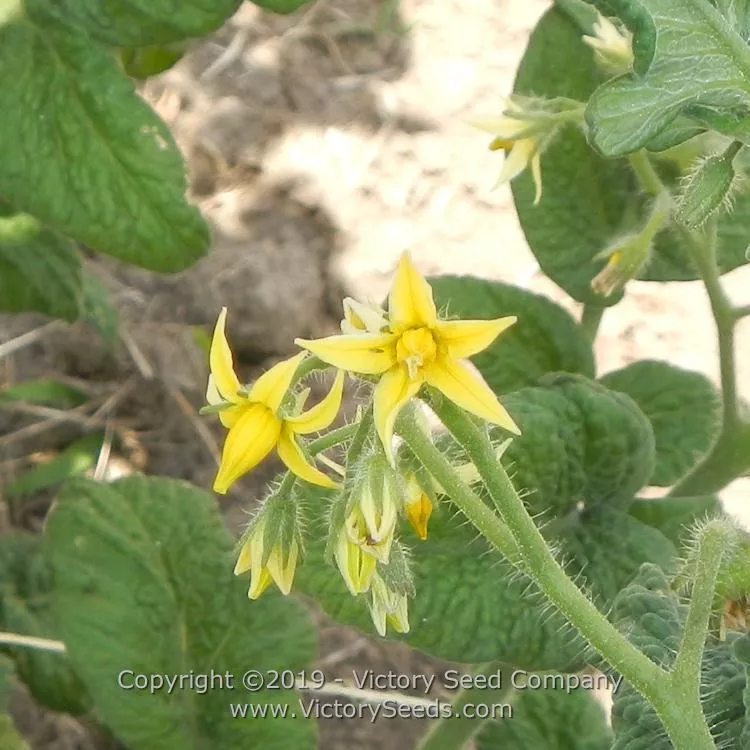 Dwarf Desert Star Tomato