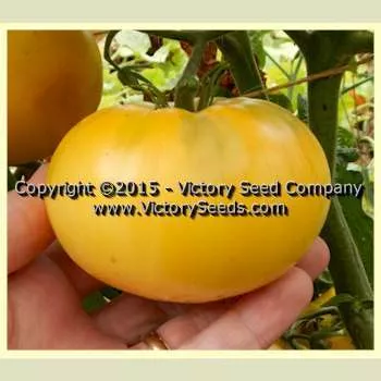 Dwarf Sweet Sue Tomato