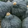 Hubbard, Chicago Warted - Winter Squash