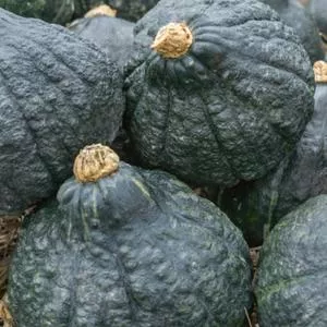 Hubbard, Chicago Warted - Winter Squash