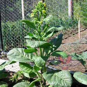 Mohawk Tobacco