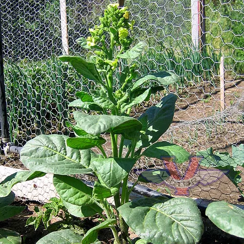 Mohawk Tobacco