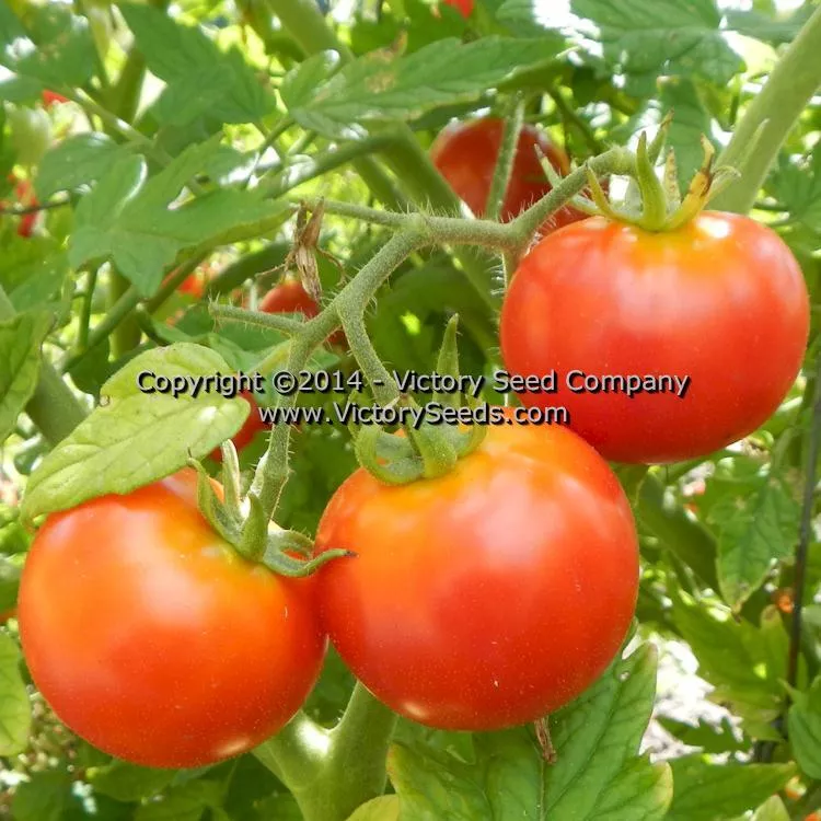 Large German Cherry Tomato