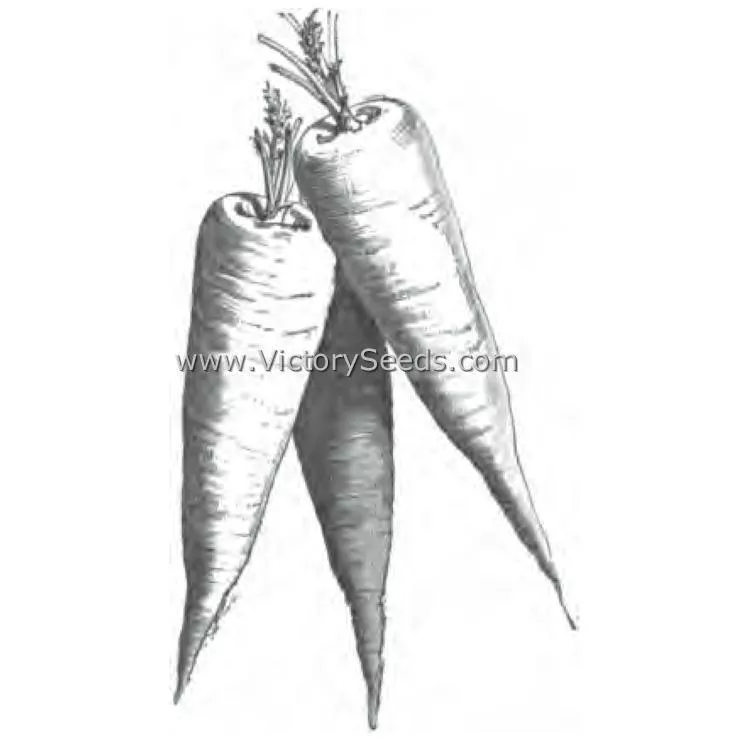 St. Valery Carrot
