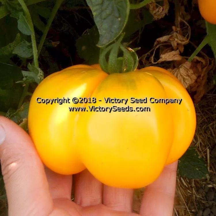 Yellow Stuffer (aka Golden Stuffer) Tomato
