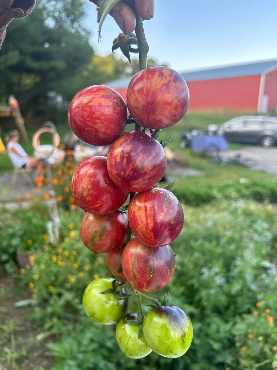 Black Strawberry Tomato