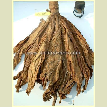 Silk Leaf Tobacco
