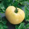 White Wonder Tomato