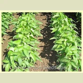 Ji Lin 15 Soybean