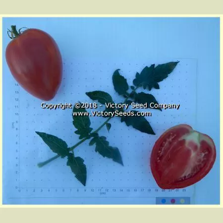 Dwarf Sneaky Sauce Tomato