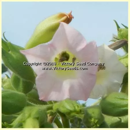Xanthi Tobacco