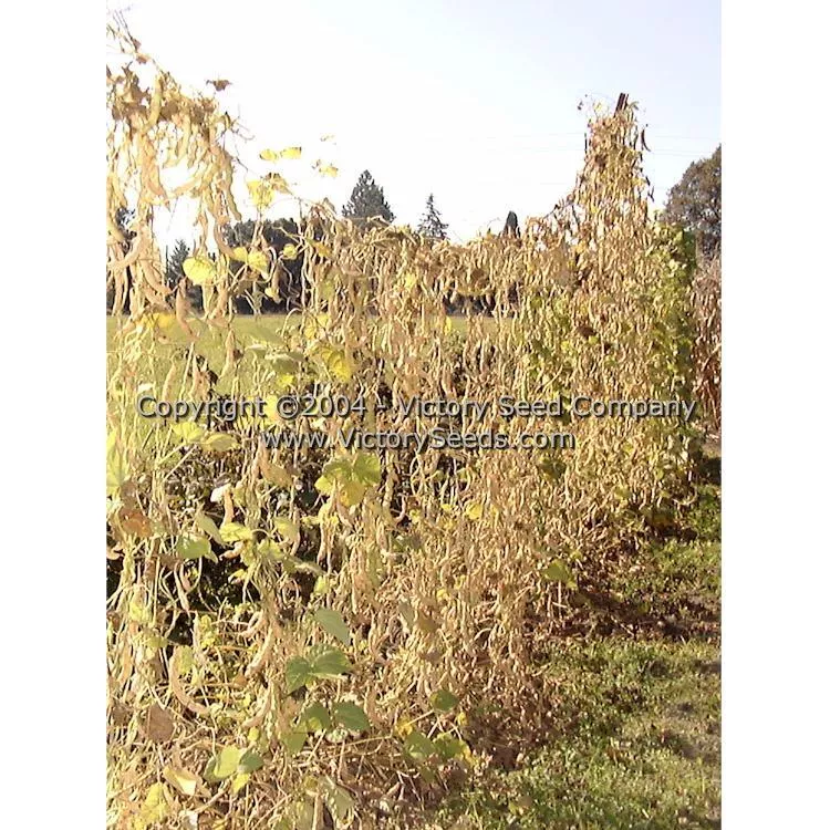 Riggins Stick Pole Green Garden Bean