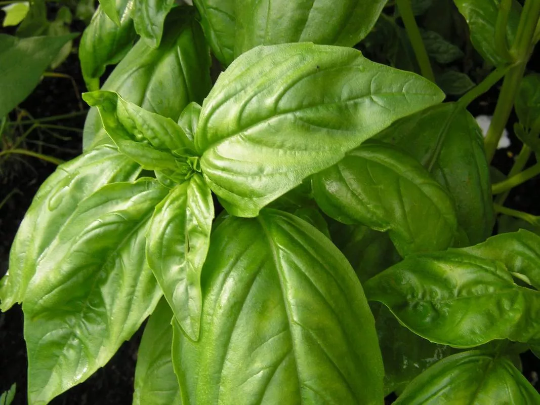 Basil, Italian Large Leaf (Sweet)