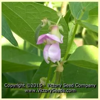 Borlotto (Borlotti) Italian Garden Bean