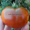 Deaton's Dwarf Tomato