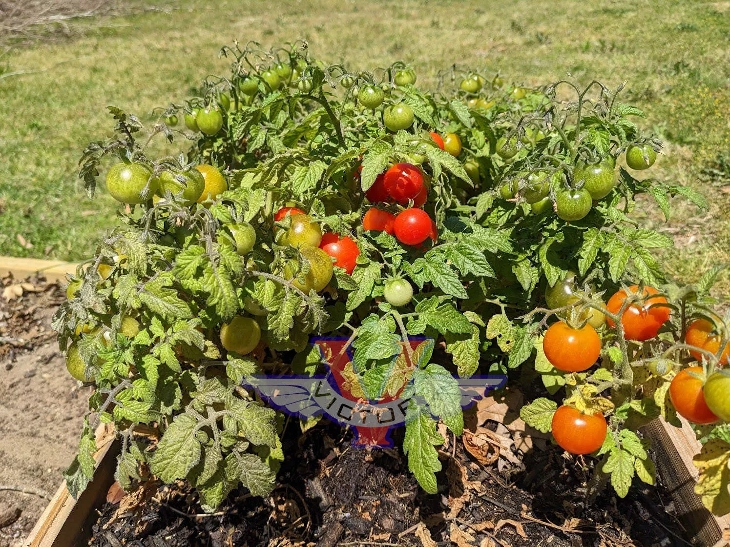 Red Robin Tomato