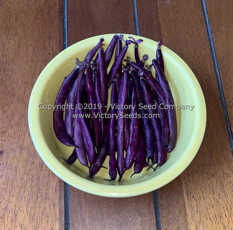 Purple Dove Bush Garden Bean