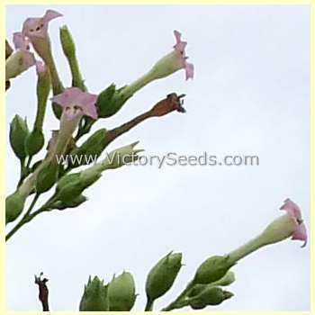 Comstock Spanish Tobacco