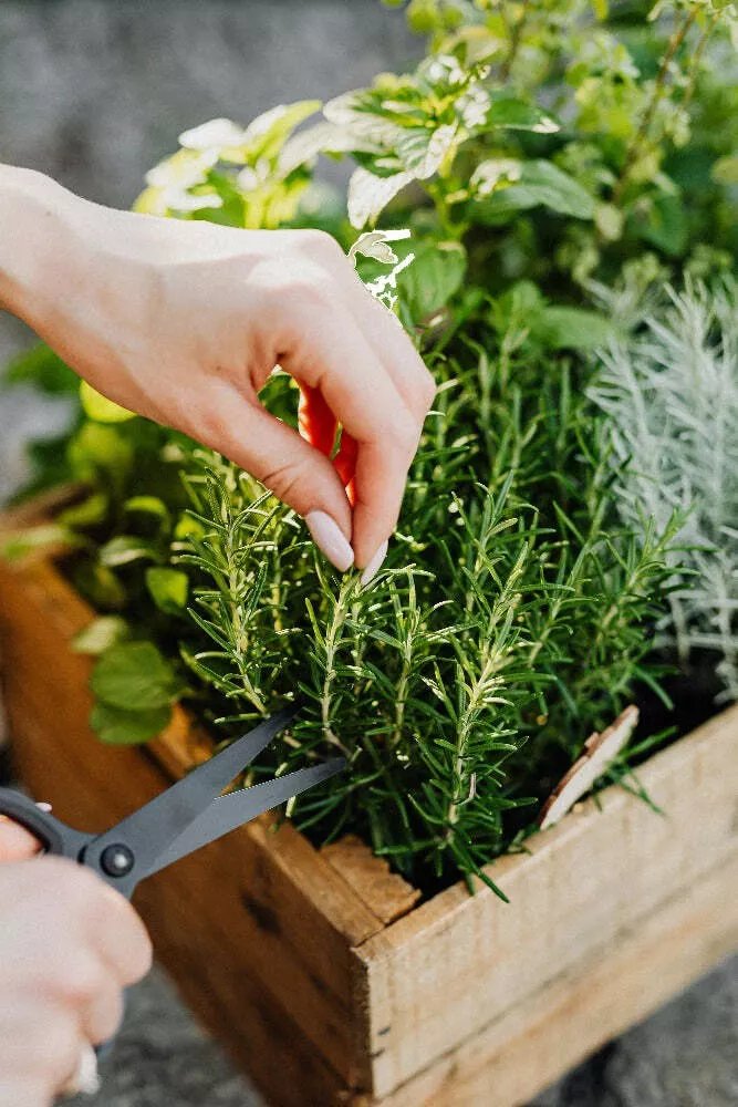 Rosemary