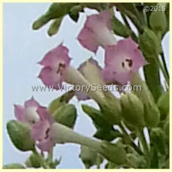 KY 21 Tobacco