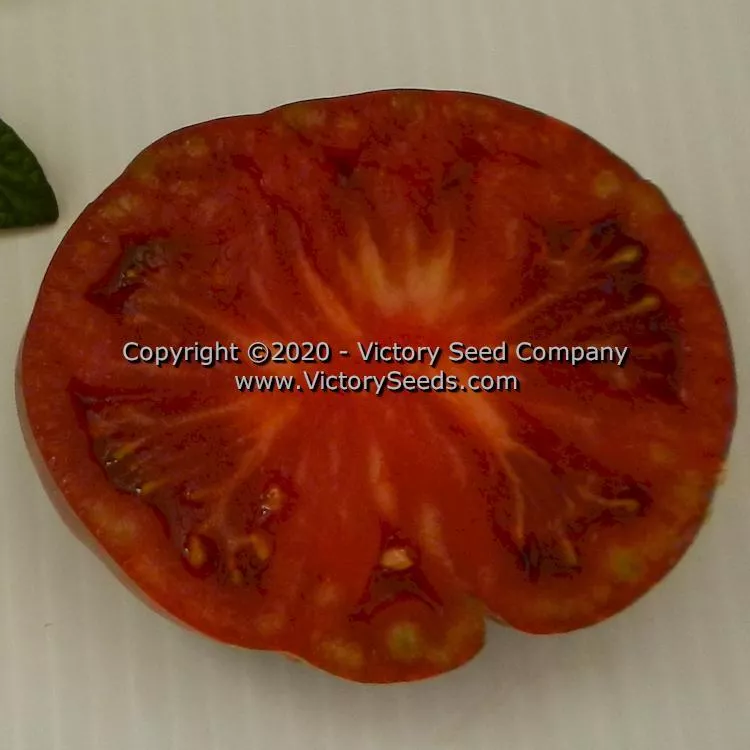Dwarf Noah's Stripes Tomato