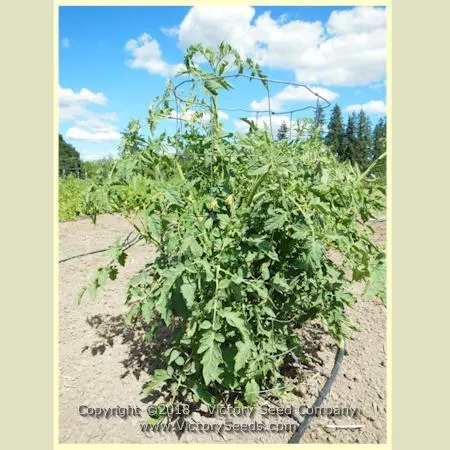 Early Santa Clara Canner Tomato