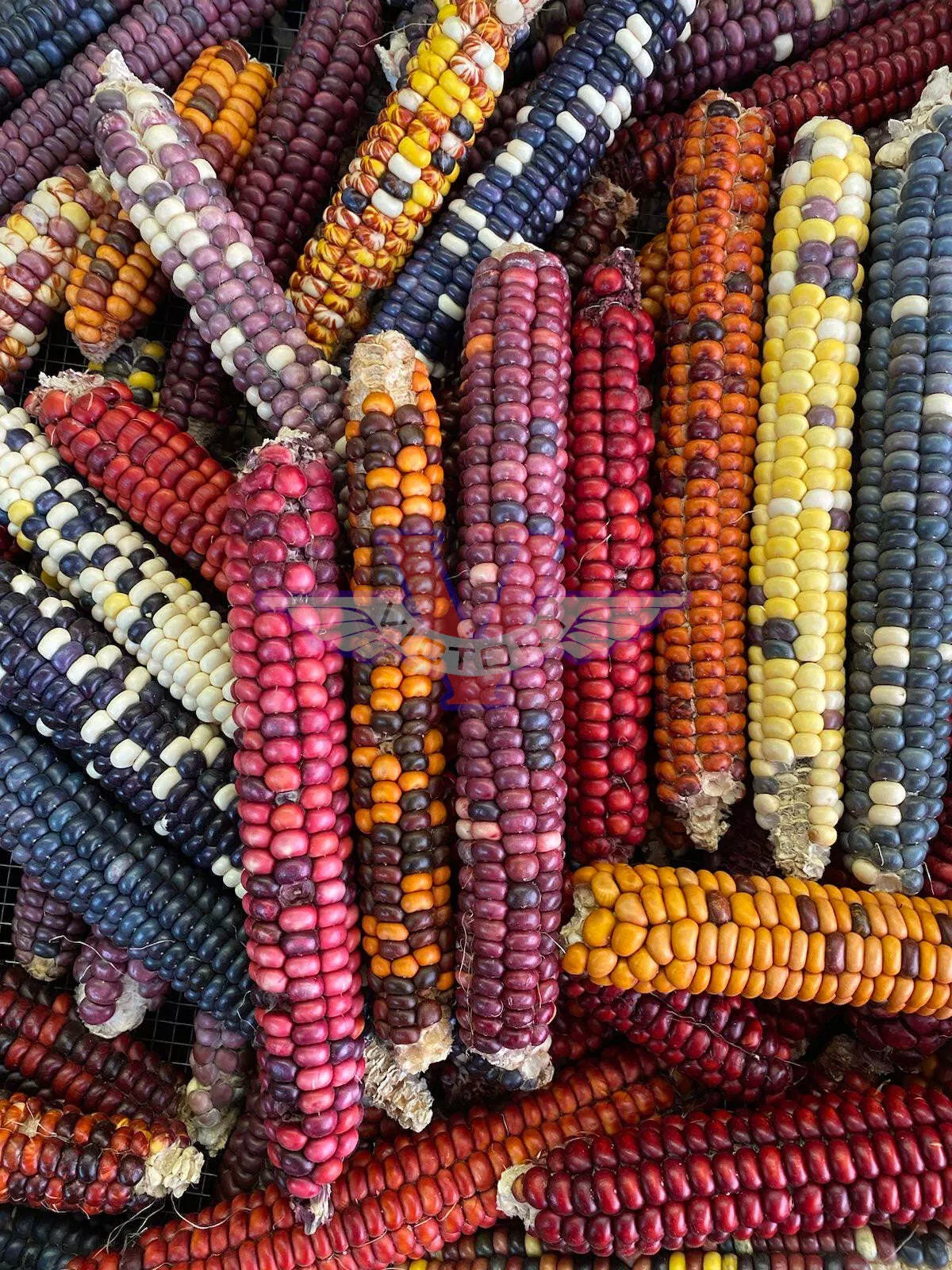 Painted Mountain Flour Corn
