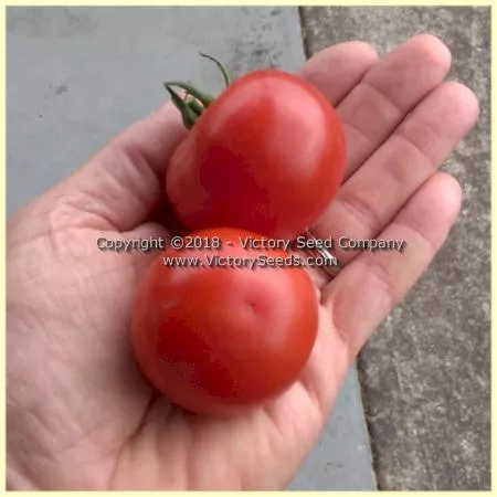 Abu Rawan Tomato