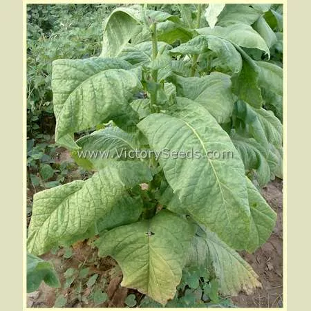 Silk Leaf Tobacco