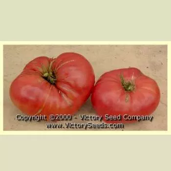 Valena Pink Tomato