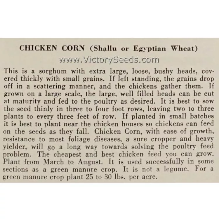 Shallu Sorghum (aka Egyptian Wheat)