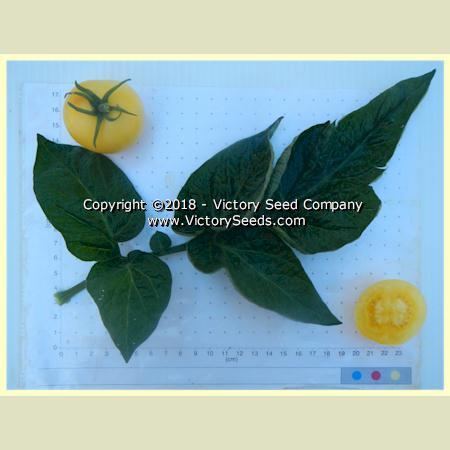 Dwarf Barossa Moon Tomato