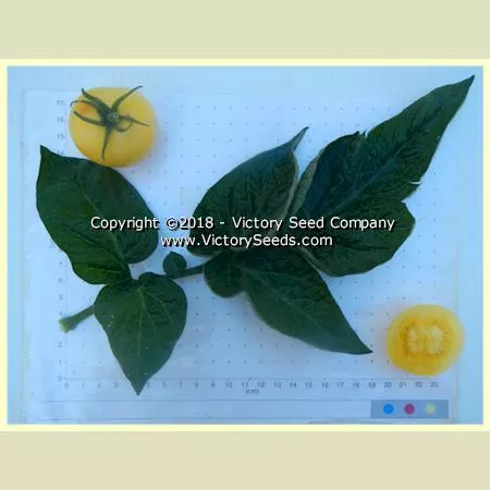 Dwarf Barossa Moon Tomato