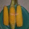 True Gold Sweet Corn