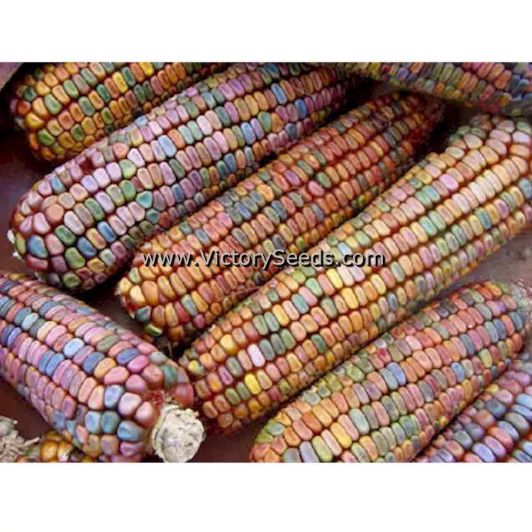 Earth Tones Dent Corn