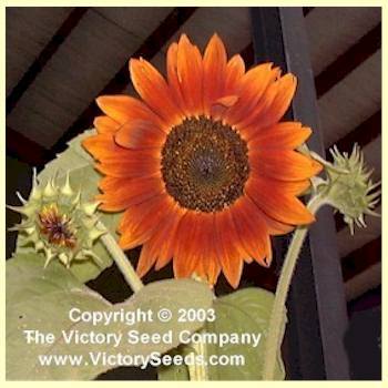 Autumn Beauty Sunflower