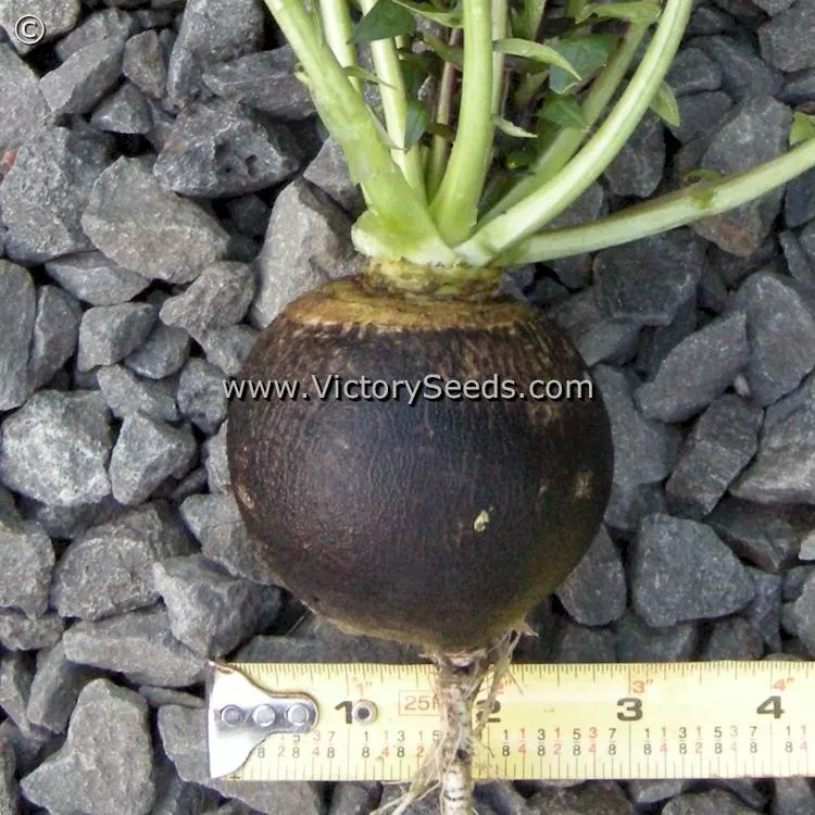 Black Spanish Round Radish