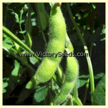 Gion Soybean