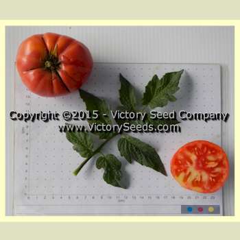 Sweet Adelaide Tomato