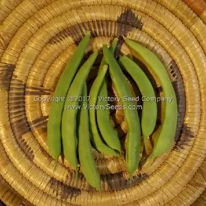 Riggins Stick Pole Green Garden Bean