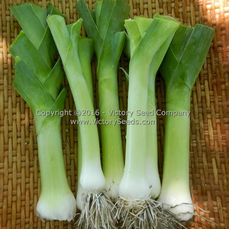 Musselburgh Leek