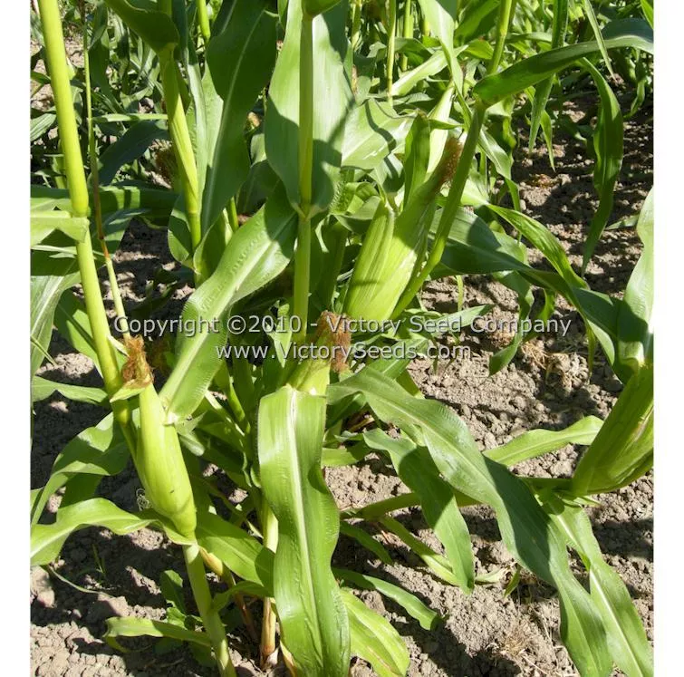 Yukon Chief Sweet Corn