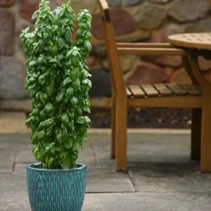 Basil, Everleaf Emerald Towers