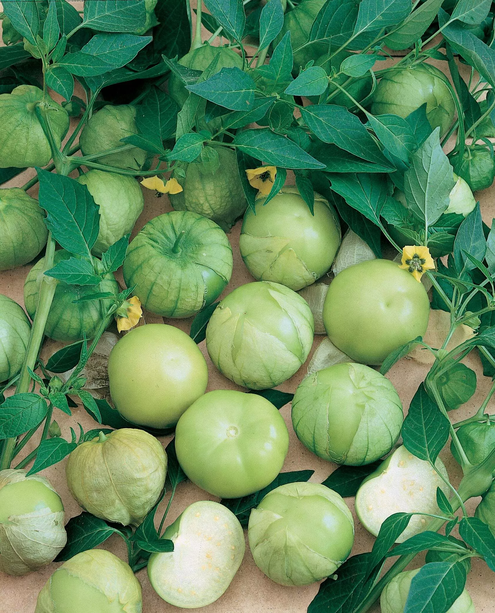 Toma Verde Tomatillo (Green Tomatillo)