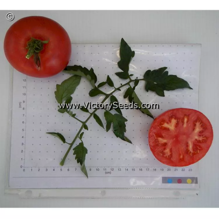 Andrew Rahart's Jumbo Red Tomato