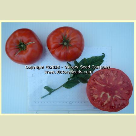 Large Lucky Red Tomato